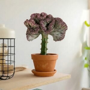 Euphorbia Lactea (rode kraag) - P11