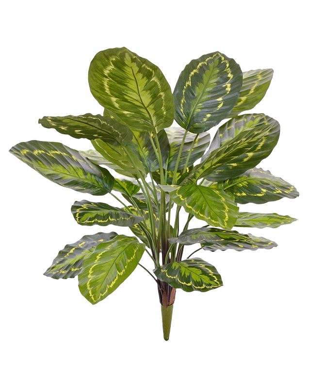 Calathea Roseopicta kunstplant 65 cm boeket 1 Calathea Roseopicta kunstplant 65 cm boeket
