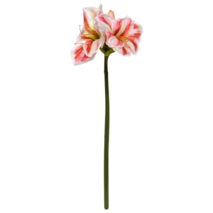 Amaryllis Kunstbloem 67cm Wit Rood