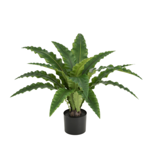 Asplenium Kunst Varen RT 60cm