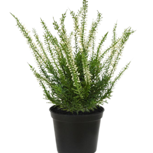 Erica heide kunstplant 25cm - creme