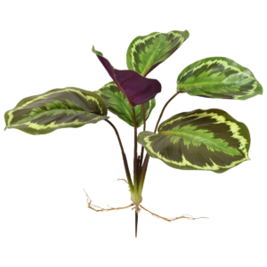 Calathea Ornata kunstplant 25cm