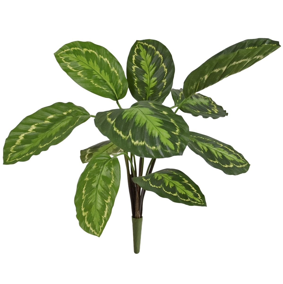 Calathea Roseopicta Kunstplant 50cm 1 Calathea Roseopicta Kunstplant 50cm