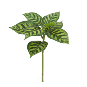 Calathea Makoyana Kunstplant 25cm bont