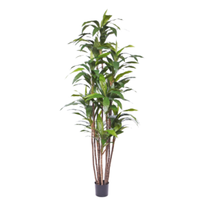 Draceana Fragrans kunstplant Deluxe 210cm