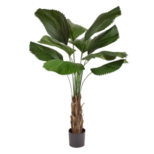 Licuala kunstpalm 140cm