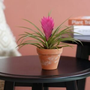 Tillandsia Cyanea - Roze pluimplant - P6