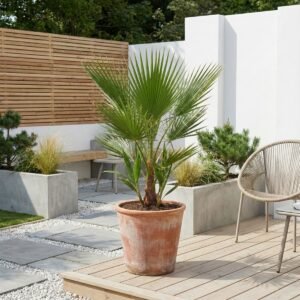 Washingtonia Robusta - Mexicaanse Waaierpalm - P17