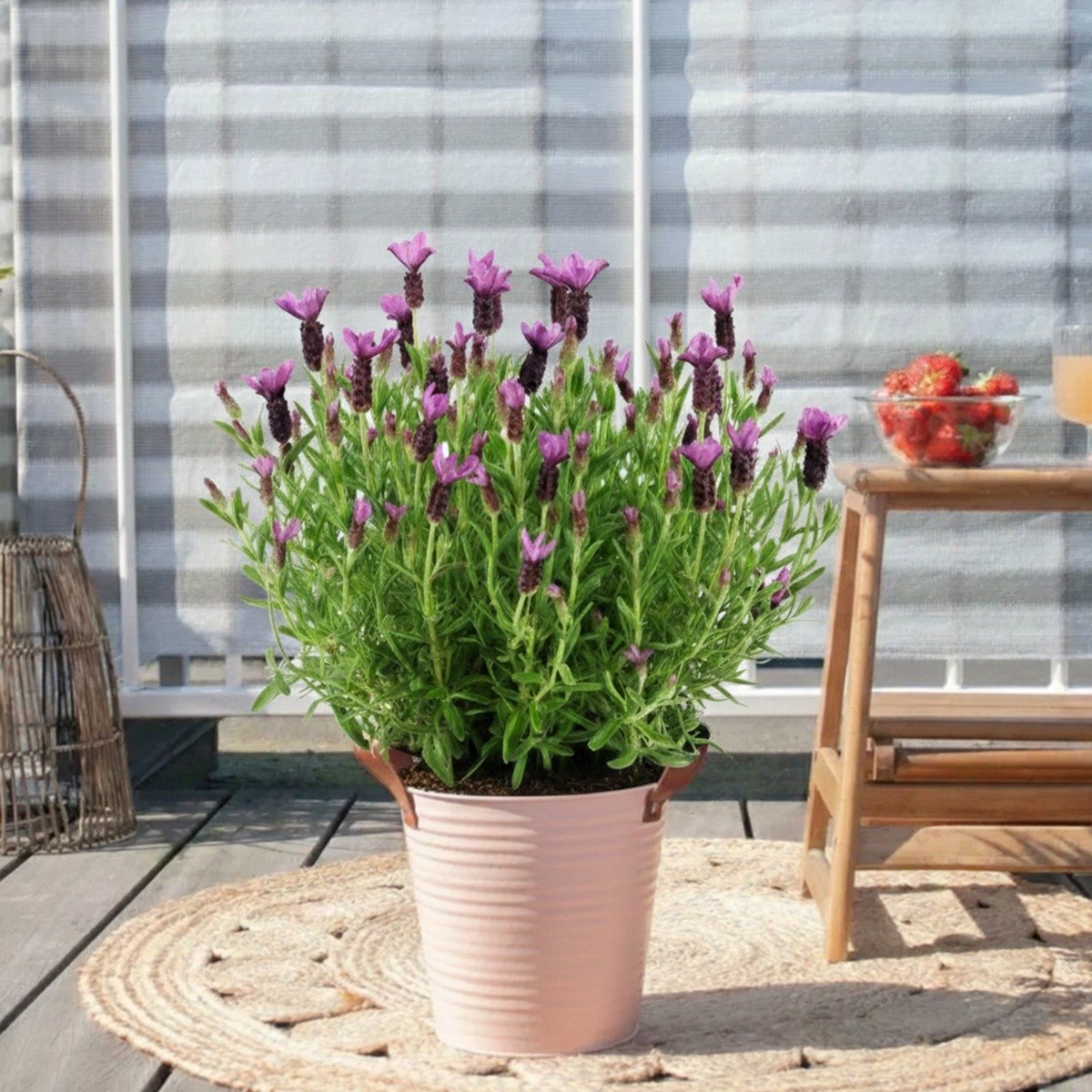 Lavandula stoechas 'Anouk' - Kuiflavendel - P19 1 Lavandula stoechas 'Anouk' - Kuiflavendel - P19