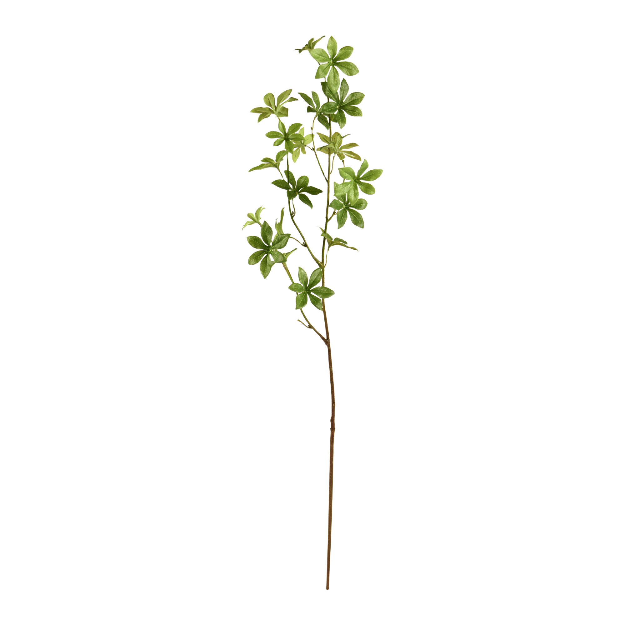 Enkianthus tak 85cm - groen 1 Enkianthus tak 85cm - groen