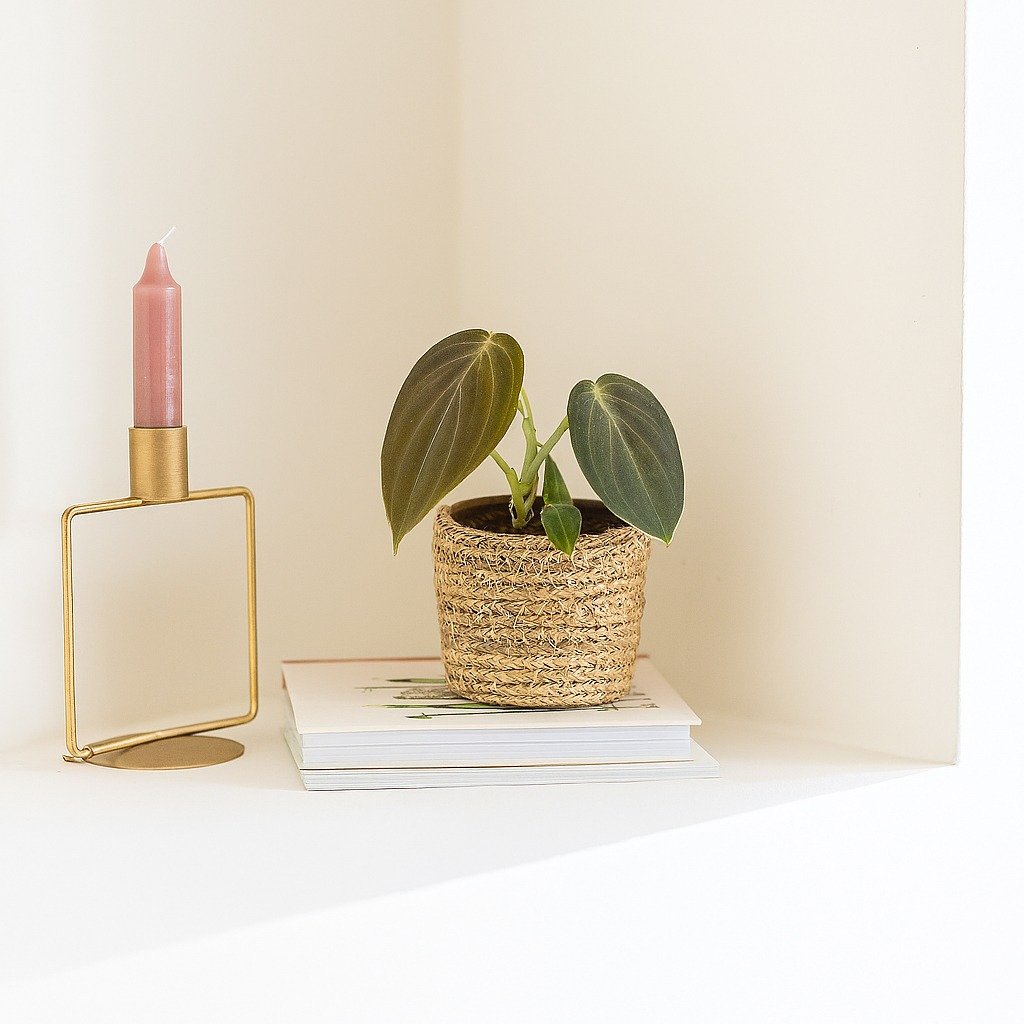 Philodendron Melanochrysum (mini) - P6 1 Philodendron Melanochrysum (mini) - P6