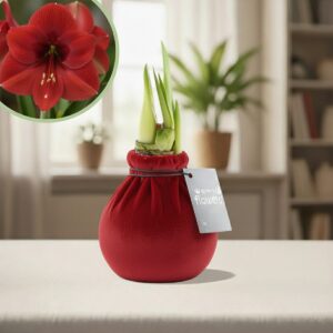 Amaryllis fluweel rood