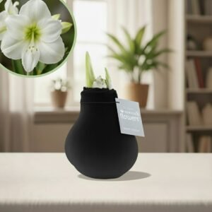 Amaryllis fluweel zwart
