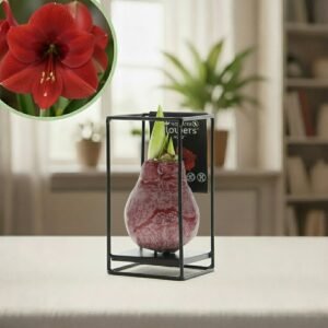 Amaryllis industrieel rood