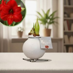 Amaryllis wit