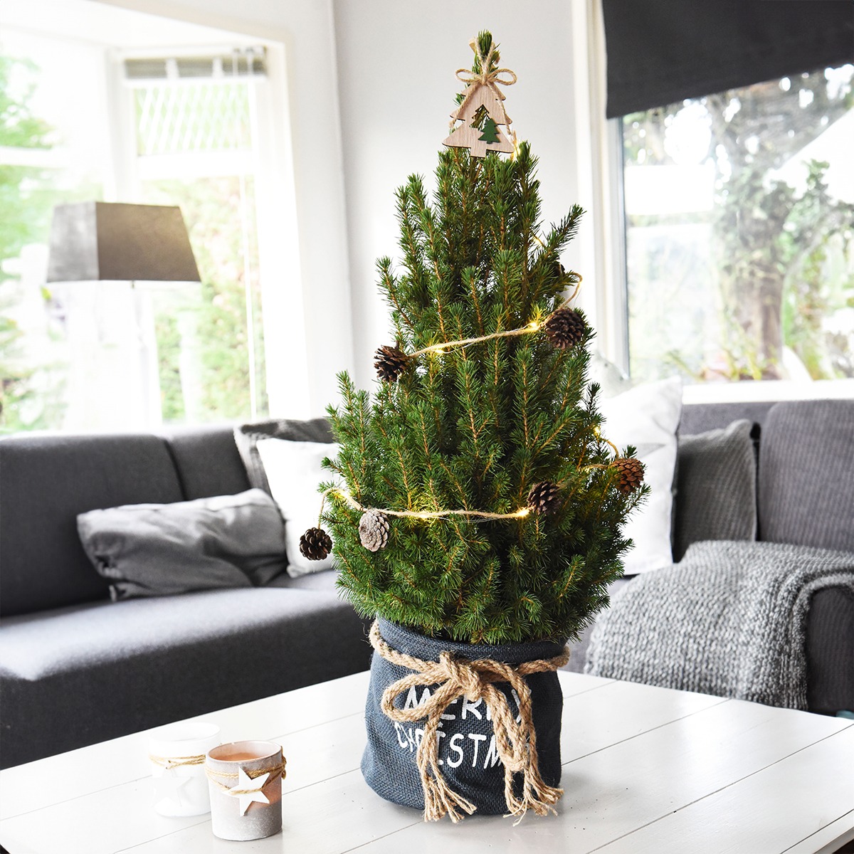 Picea Glauca December 1 Picea Glauca December