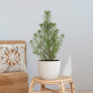 Pinus Pinea Silver Crest