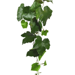 Kunst Druiventak 65cm