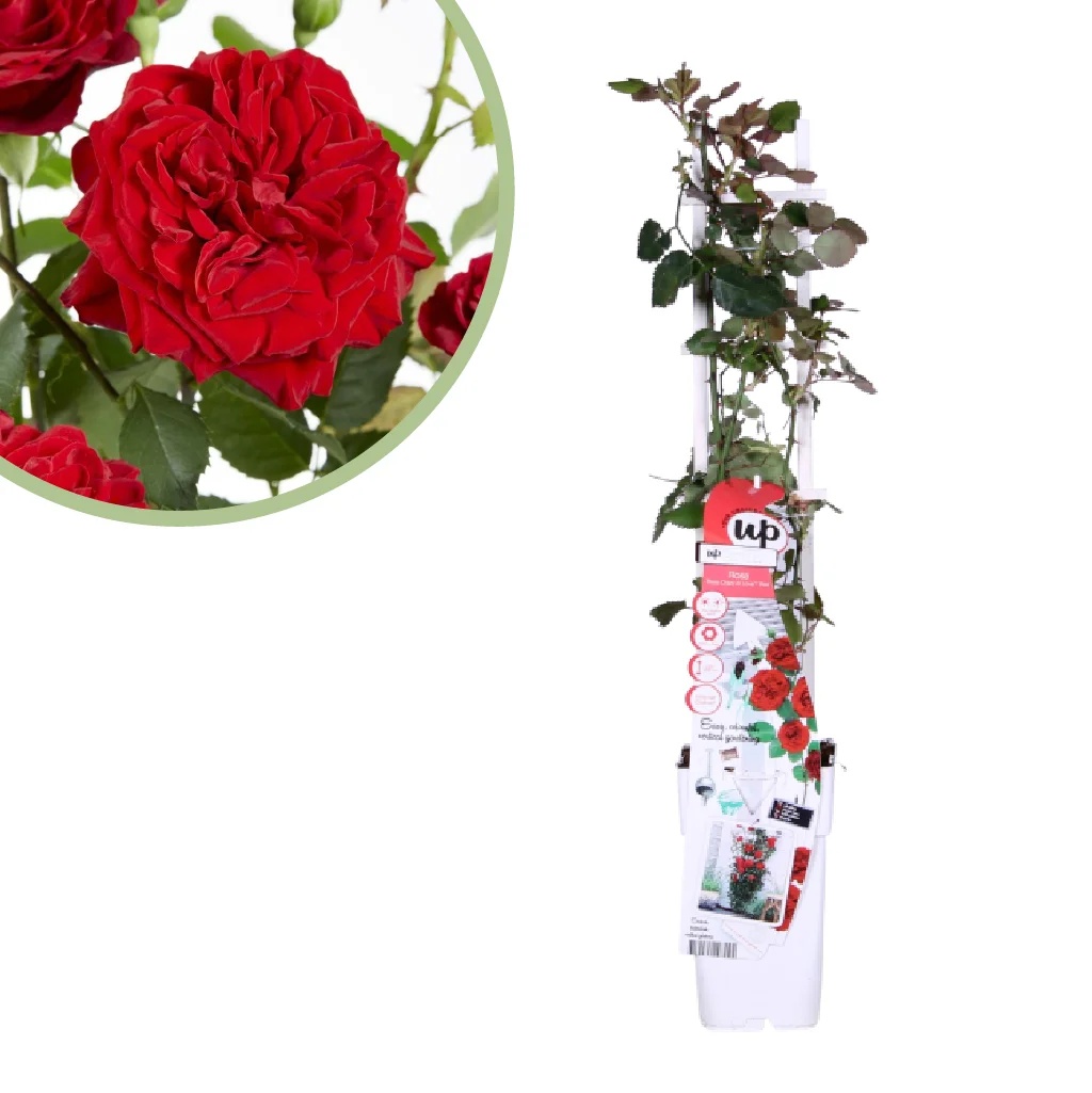 Rosa Crazy in love Red - Rode Klimroos - P15 1 Rosa Crazy in love Red - Rode Klimroos - P15