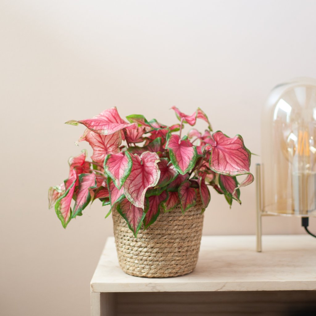 Caladium Sweetheart - P13 1 Caladium Sweetheart - P13