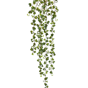 Peperomia Prostrata kunst hangplant 80cm