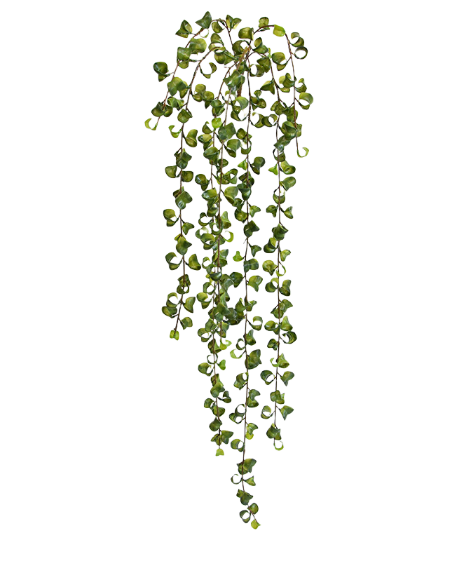 Peperomia Prostrata kunst hangplant 80cm 1 Peperomia Prostrata kunst hangplant 80cm