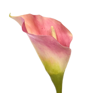 Calla kunstbloem deluxe 55 cm rose