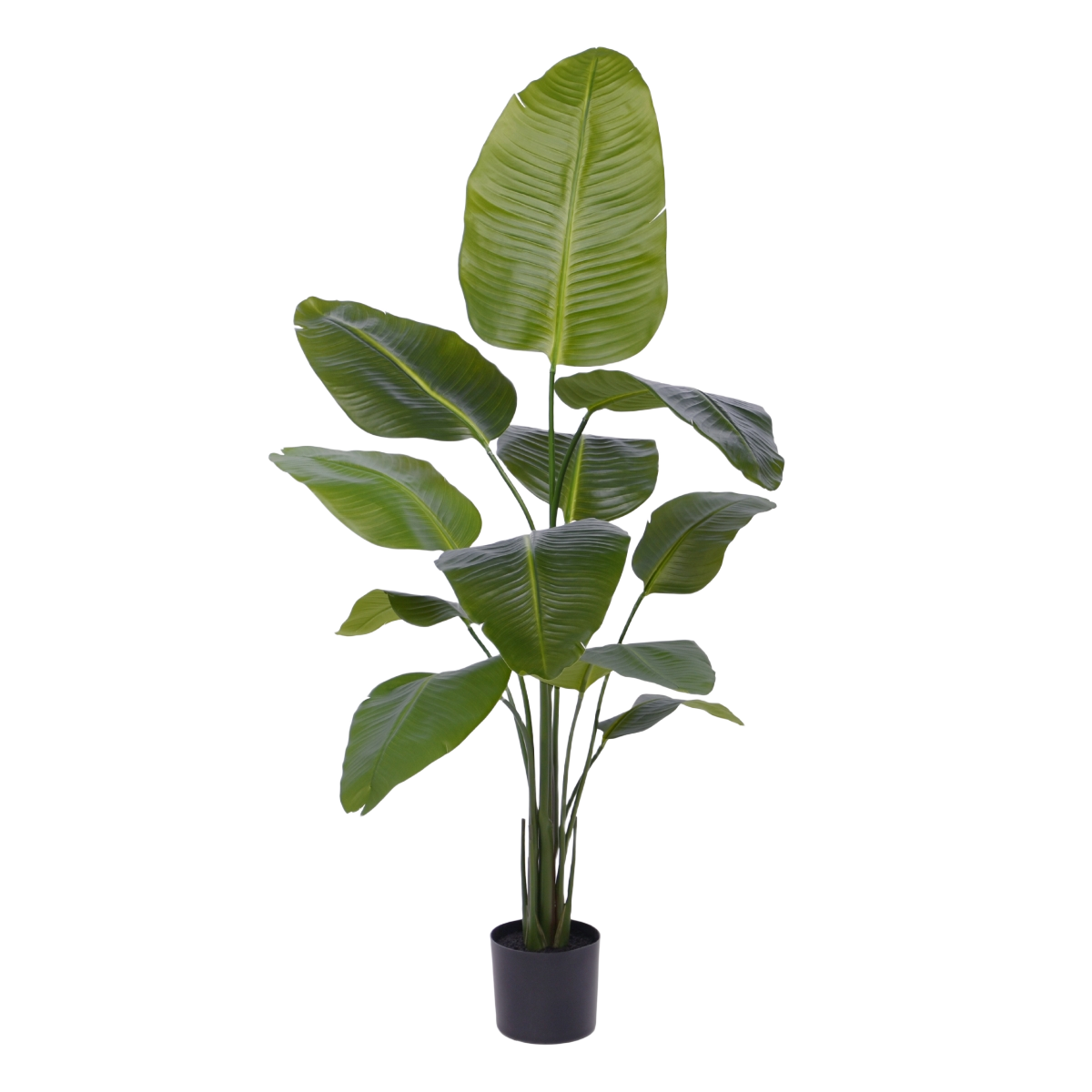 Strelitzia Nicolai kunstplant 150cm 1 Strelitzia Nicolai kunstplant 150cm