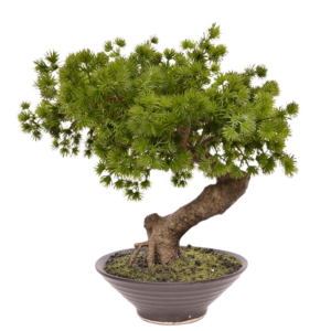 Pinus Bonsai kunstplant in schaal 40cm