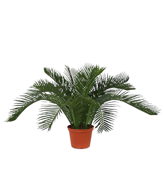Cycas Baby kunstpalm 45cm - N 1 Cycas Baby kunstpalm 45cm - N