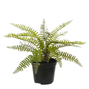 Asplenium Varen kunstplant 35cm in pot