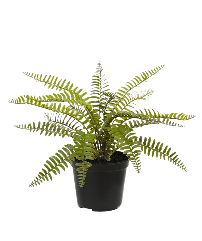 Asplenium Varen kunstplant 35cm in pot 1 Asplenium Varen kunstplant 35cm in pot