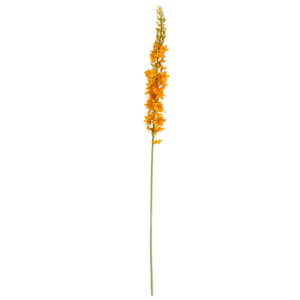 Eremurus Kunsttak 110cm Oranje