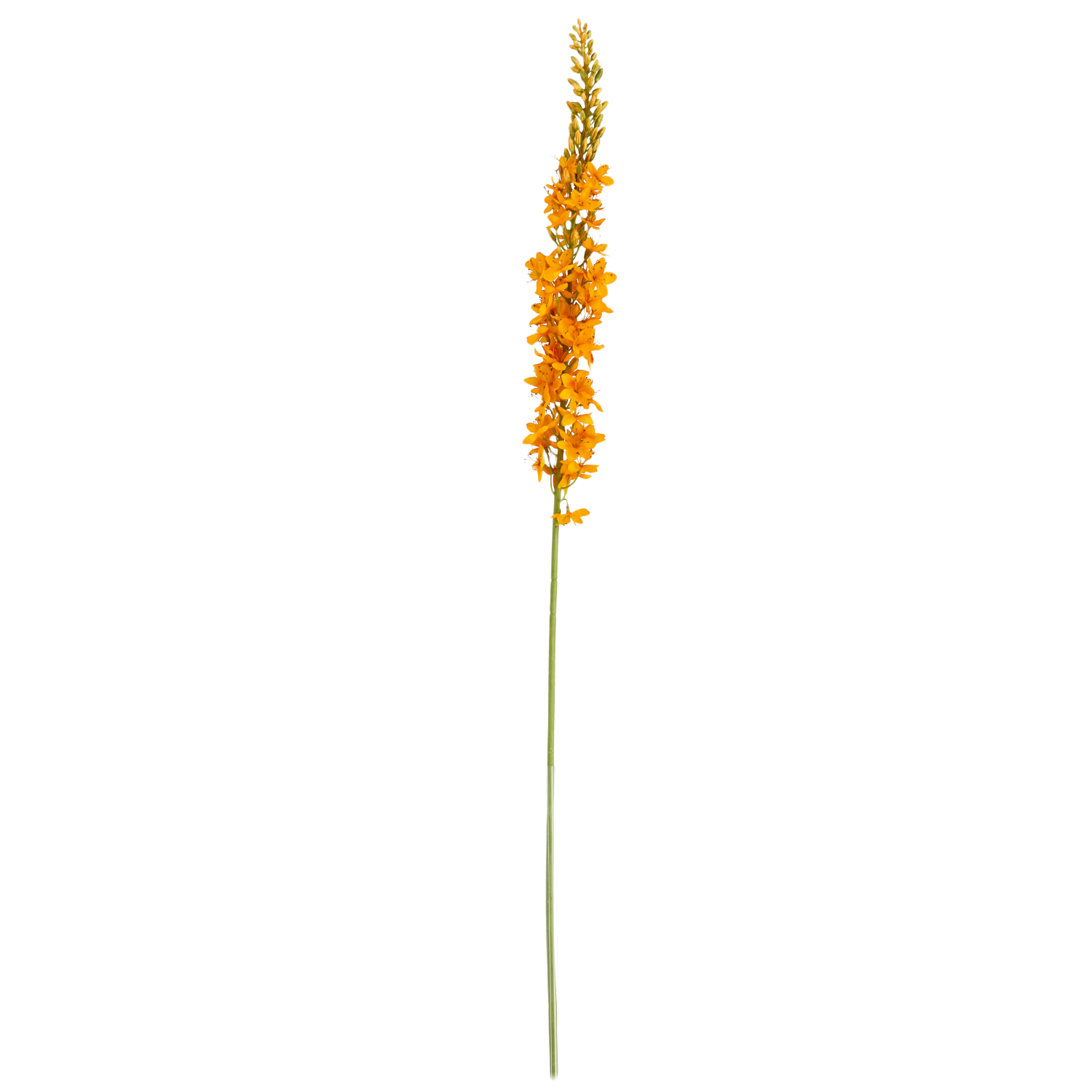 Eremurus Kunsttak 110cm Oranje 1 Eremurus Kunsttak 110cm Oranje